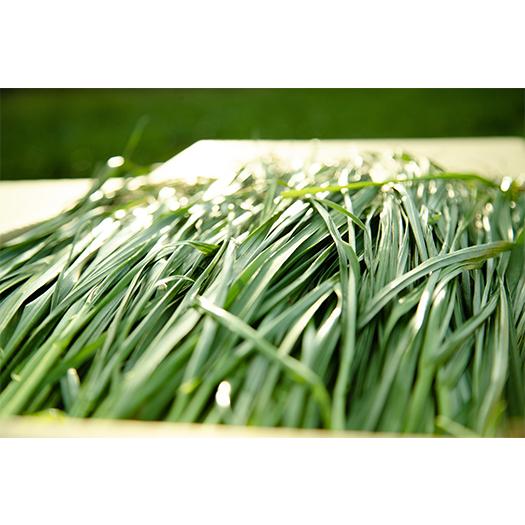 【直販】生牧草緑葉（ゴールド）2kg+旬牧草イタリアンライグラス40gx1袋