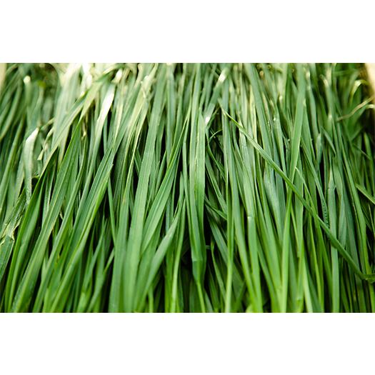 配送】生牧草イタリアンライグラス（ゴールド）3kg+旬牧草