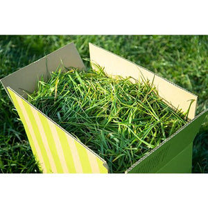 【直販】生牧草緑葉（ワイルド）3kg+旬牧草イタリアンライグラス40gx1袋